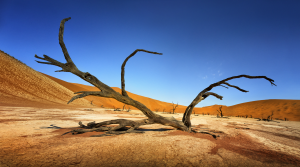 Dead Vlei est une cuvette d'argile blanche située près du célèbre salar de Sossusvlei, dans le désert de Namib, en Namibie. Son nom est aussi écrit DeadVlei ou Deadvlei et signifie: le marais mort . Namibia ©Patrick Galibert photographe
