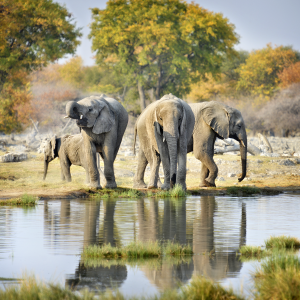 Elephants, Etosha Park,Namibia.