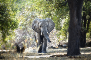 Le Parc national de Ruaha est situé au centre de la Tanzanie, on y dénombre plus de 8 000 éléphants...