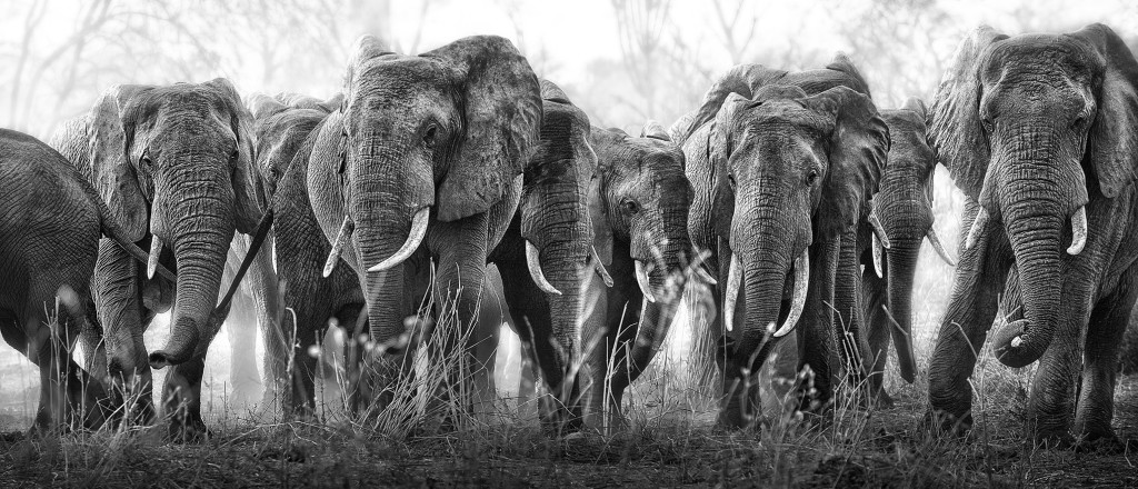 Troupeau d'éléphants en Tanzanie