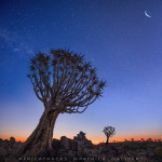 Moon and quiver tree galibert patrick;Patrick Galibert